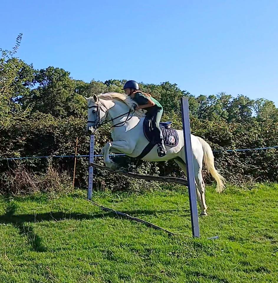 Jument typé connemara 