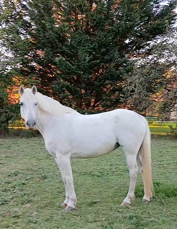 Jument typé connemara 