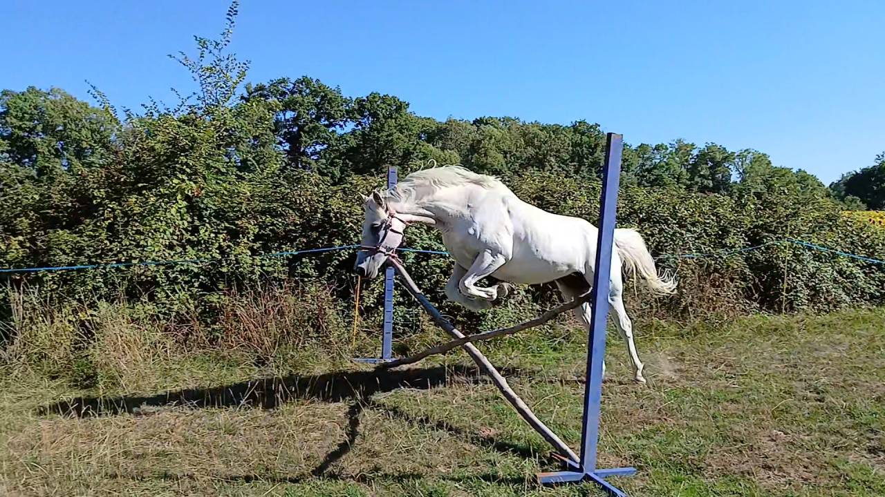 Jument typé connemara 