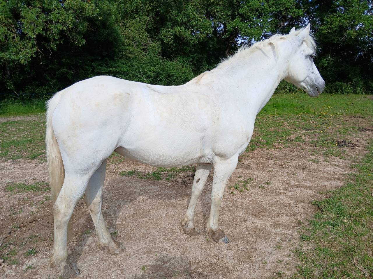 Jument typé connemara 