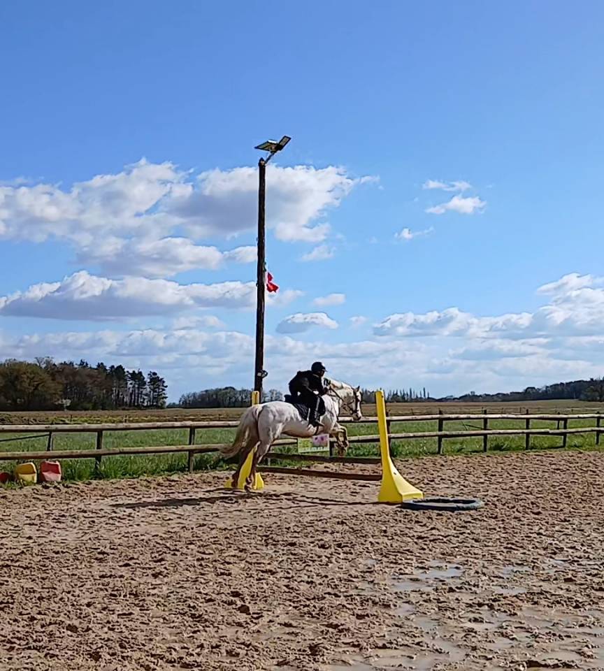 Jument typé connemara 