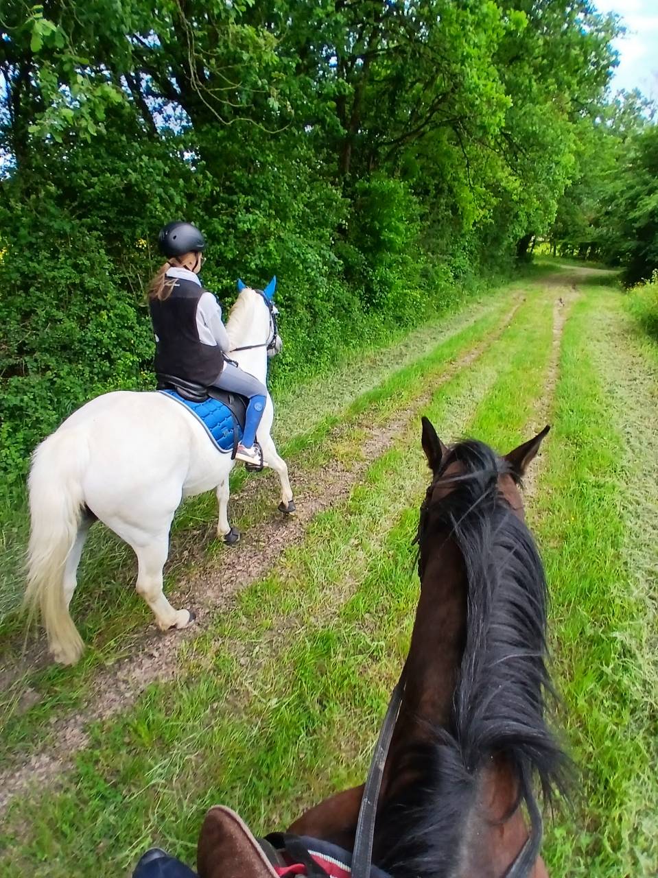Jument typé connemara 