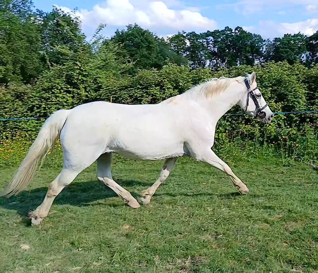 Jument typé connemara 