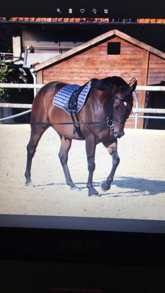 Pyrate - Superbe Hongre bai de 13 ans