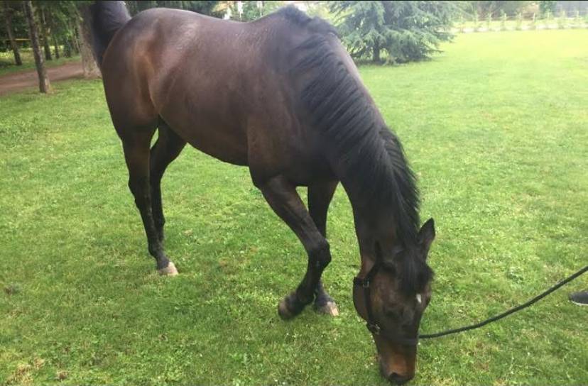 Pyrate - Superbe Hongre bai de 13 ans