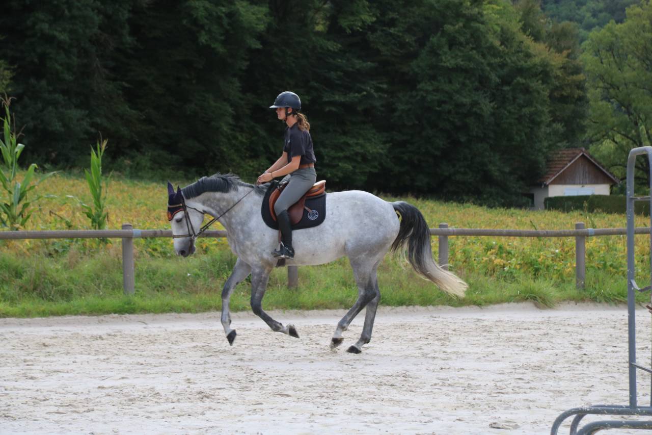 À vendre Falbala d’Utah Z