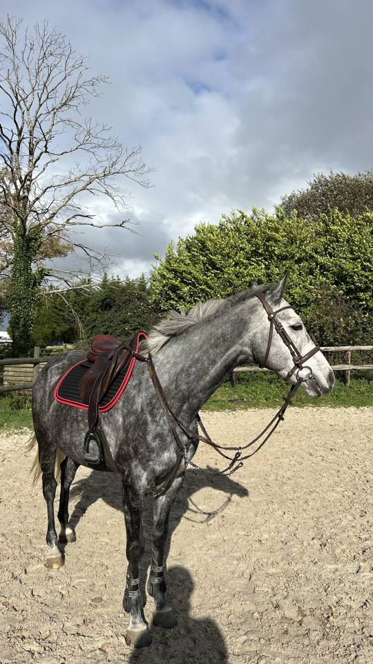 Super jument de 6 ans