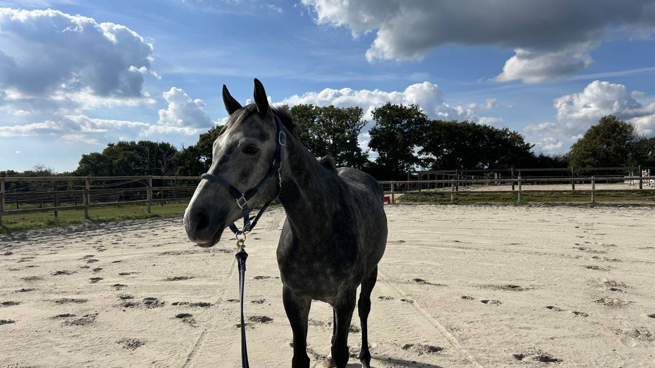 Super jument de 6 ans