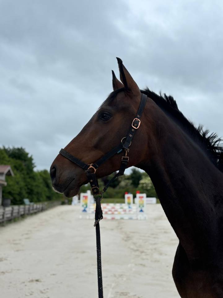 Hongre Anglo-Arabe CCE