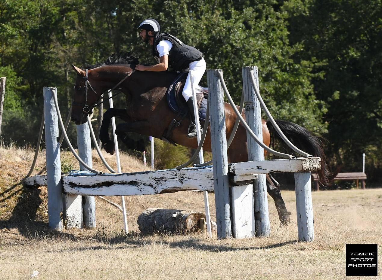 Hongre Anglo-Arabe CCE