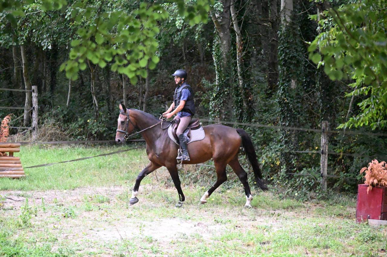 Hongre Anglo-Arabe CCE