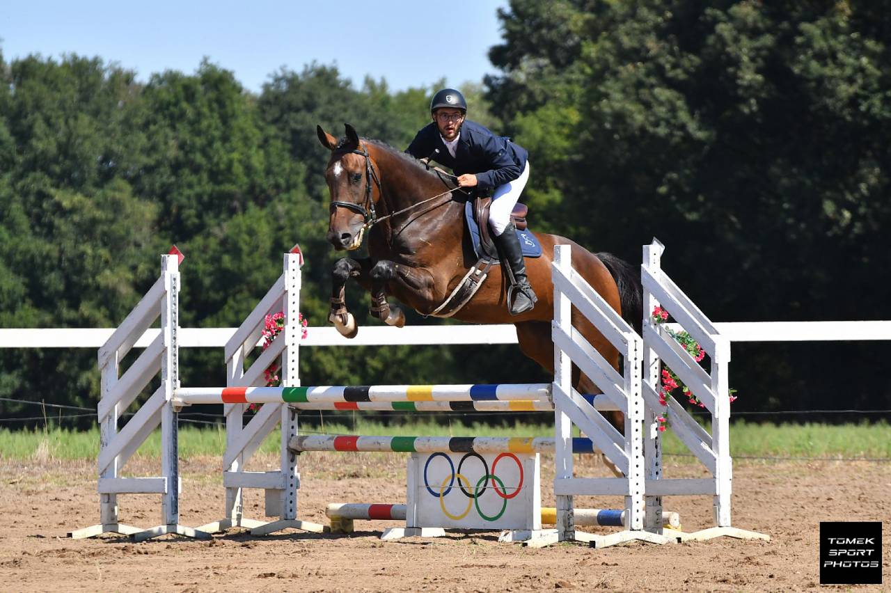 Hongre Anglo-Arabe CCE