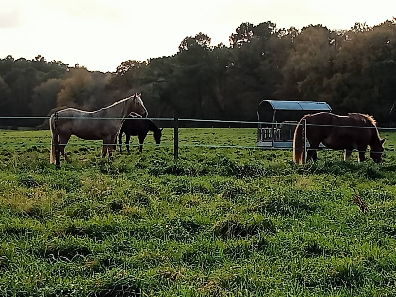 Pension travail chevaux et poneys