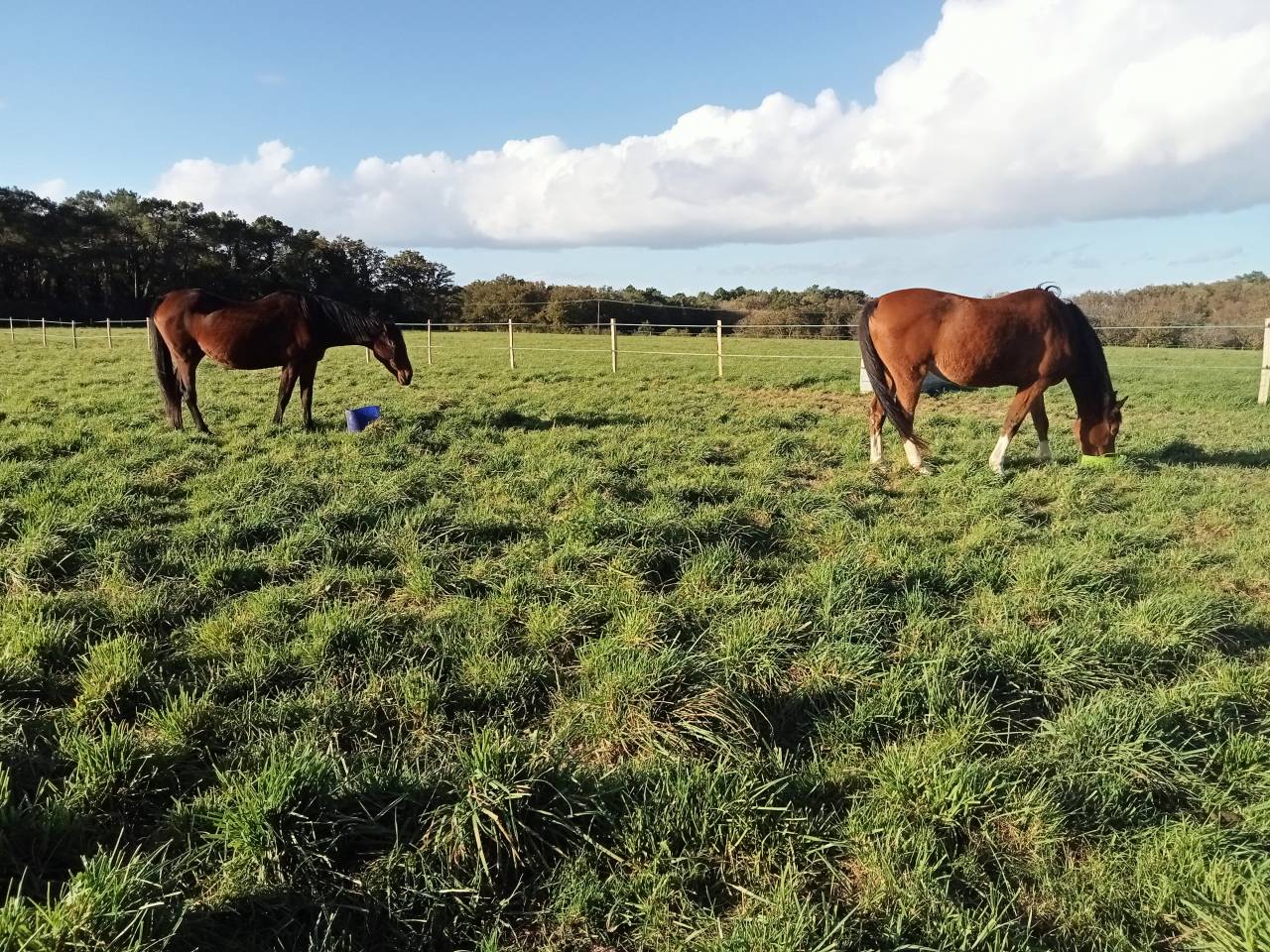 Pension travail chevaux et poneys