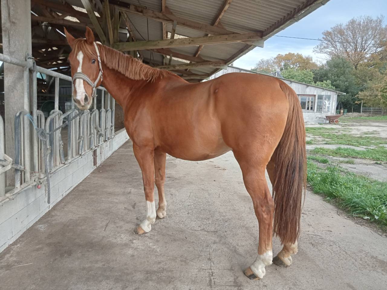 Pension travail chevaux et poneys