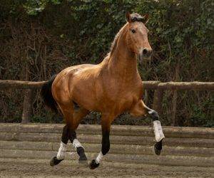 Jeune cheval d’attelage, avec un cœur en or