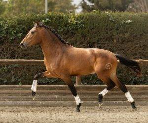Jeune cheval d’attelage, avec un cœur en or