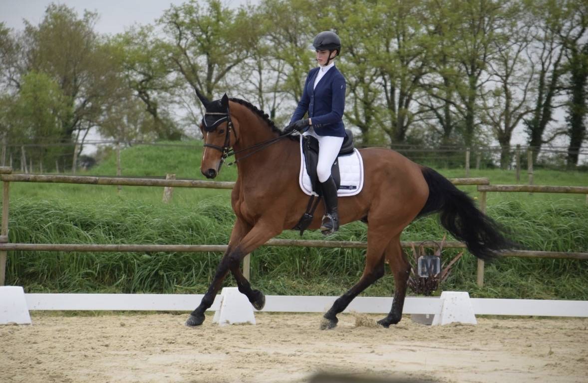 Hongre 9 ans SF a vendre