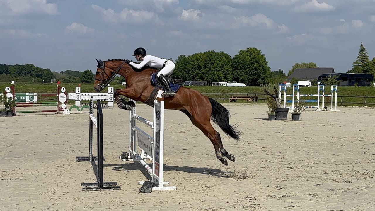 Hongre 9 ans SF a vendre