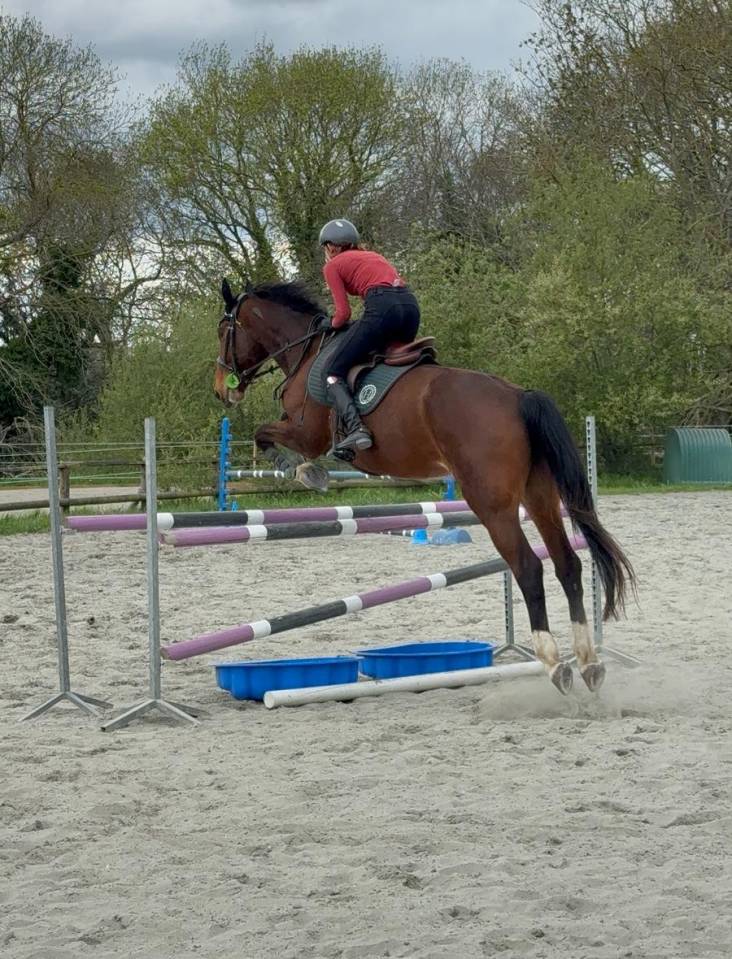 Jument de selle de 7 ans