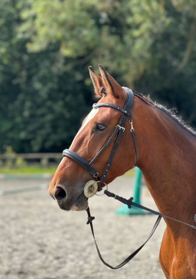 Jument de selle de 7 ans