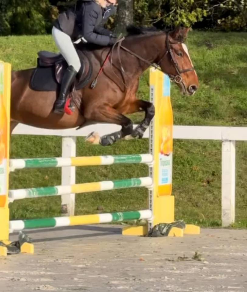 Jument de selle de 7 ans