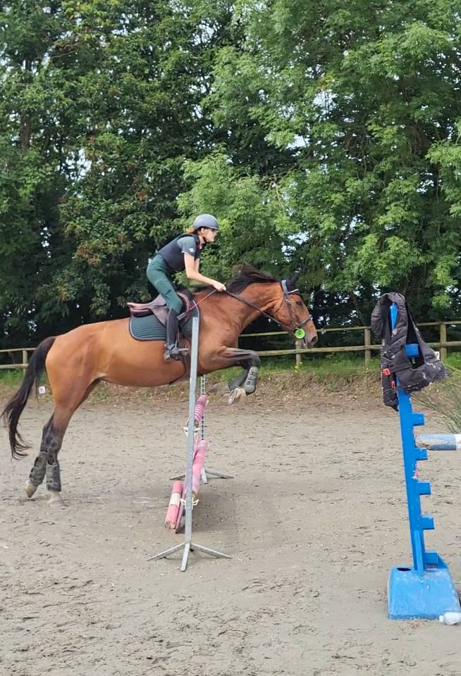 Jument de selle de 7 ans