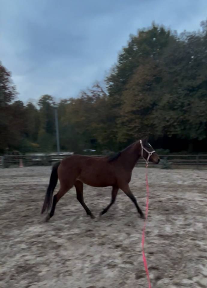 Super ponette D en devenir