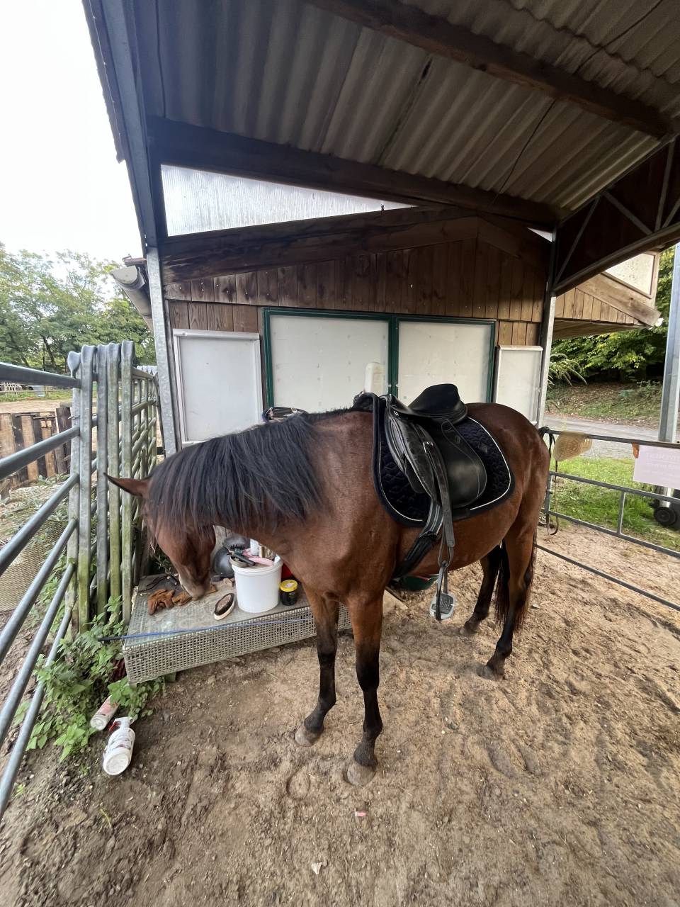 Super ponette D en devenir