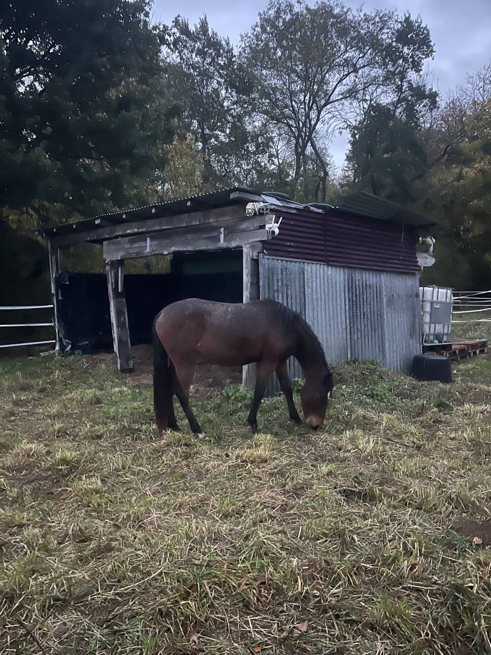 Super ponette D en devenir