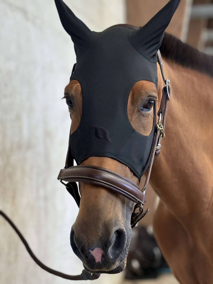 hongre trotteur français