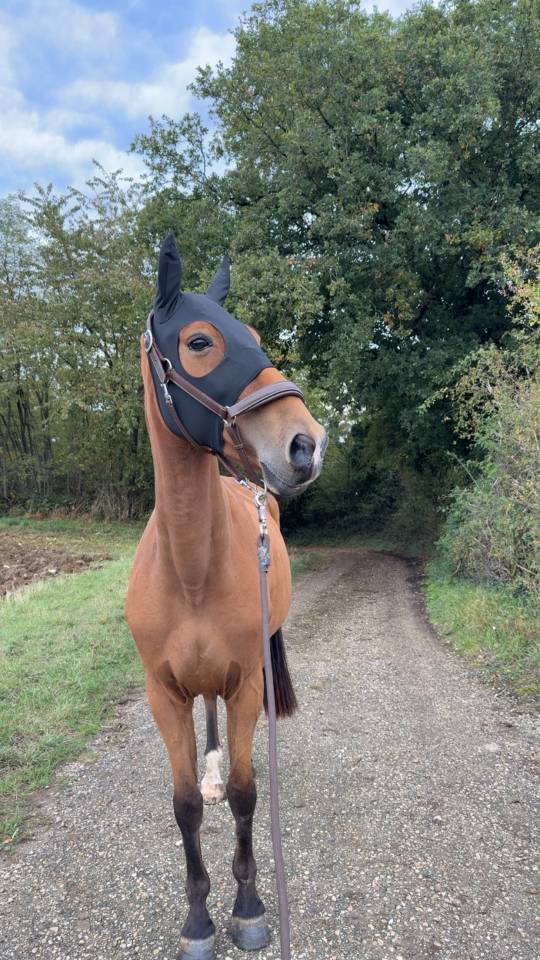 hongre trotteur français