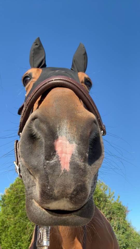 hongre trotteur français