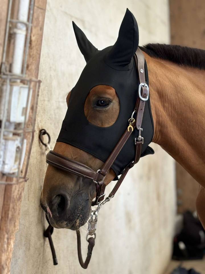 hongre trotteur français