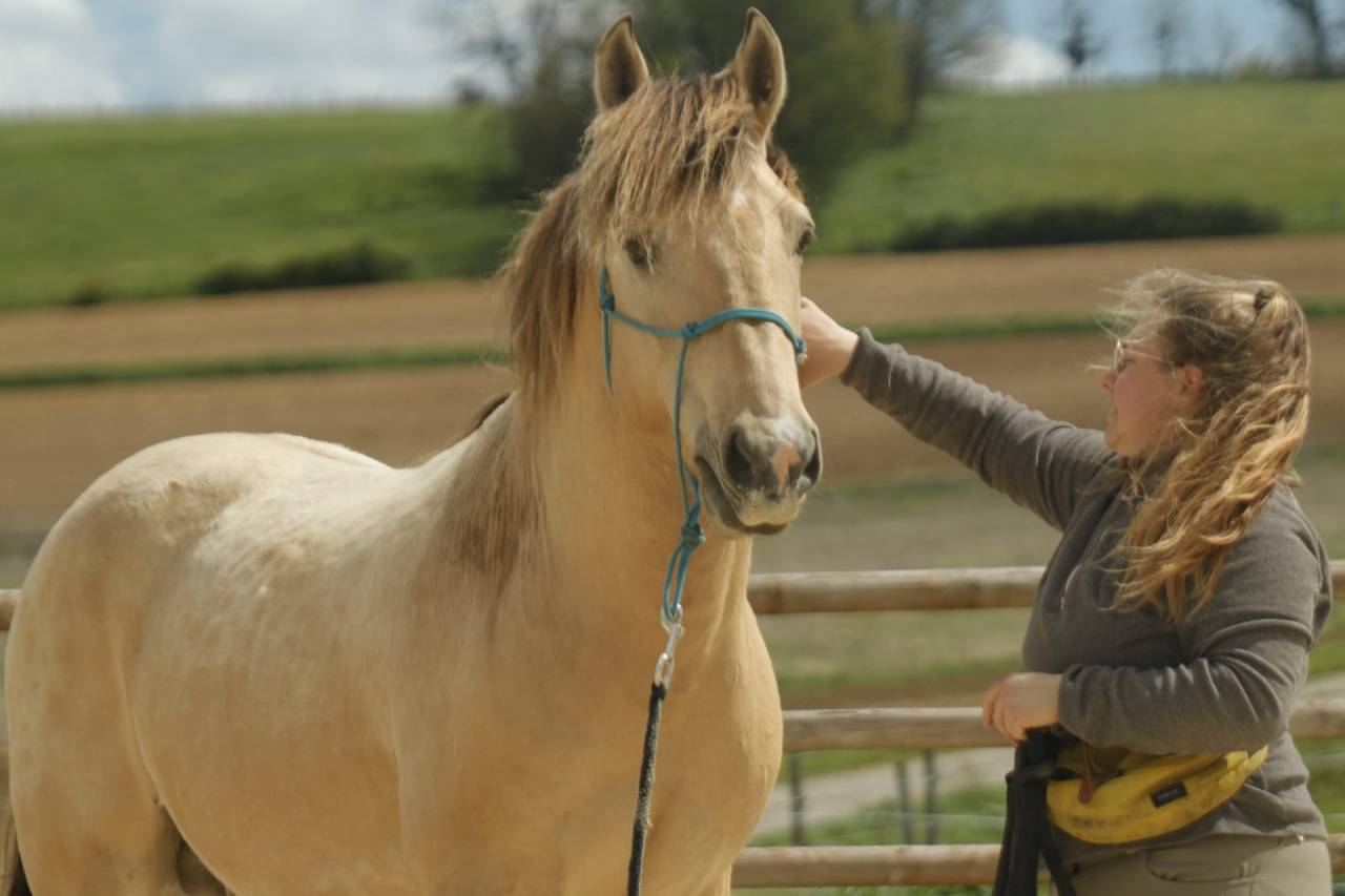 Étalon RBP 3 gênes de couleur