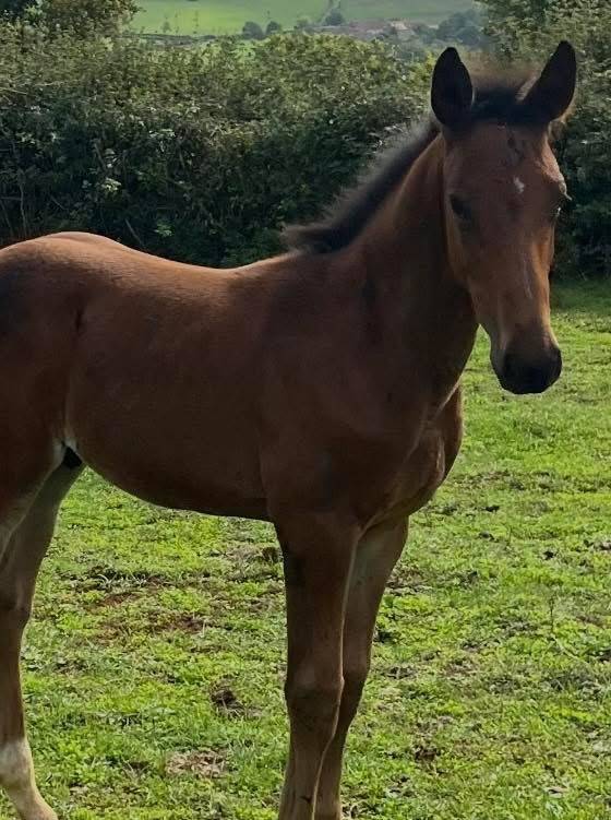 À vendre ou échange poulain sf par Halifax 