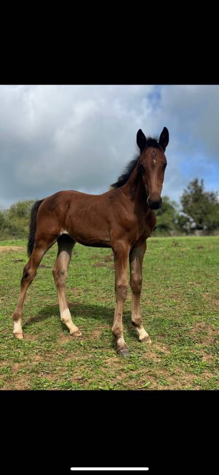 À vendre ou échange poulain sf par Halifax 