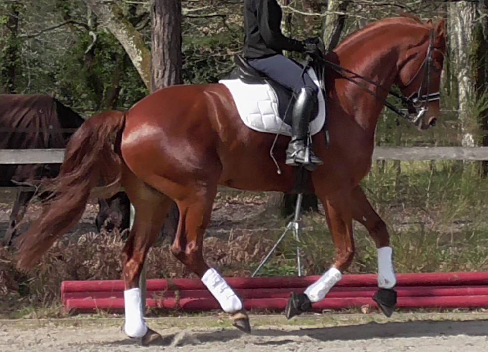 A vendre Hongre KWPN Dressage 2012