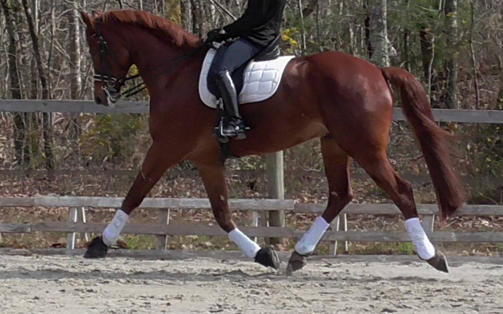 A vendre Hongre KWPN Dressage 2012
