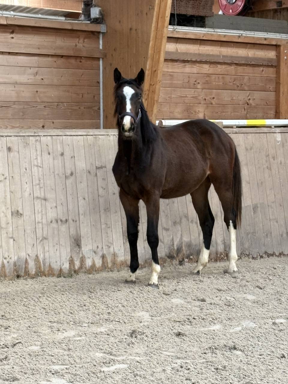 Superbe pouliche 2024