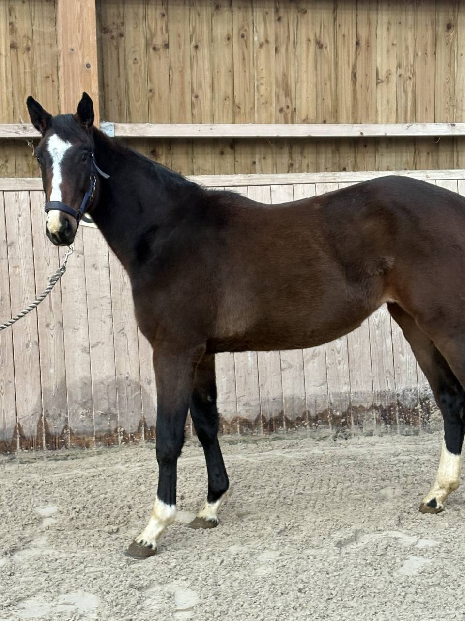 Superbe pouliche 2024