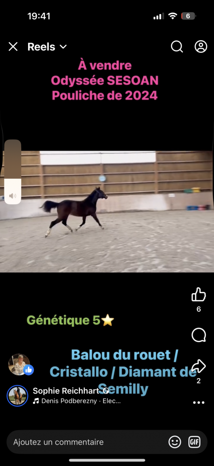 Superbe pouliche 2024