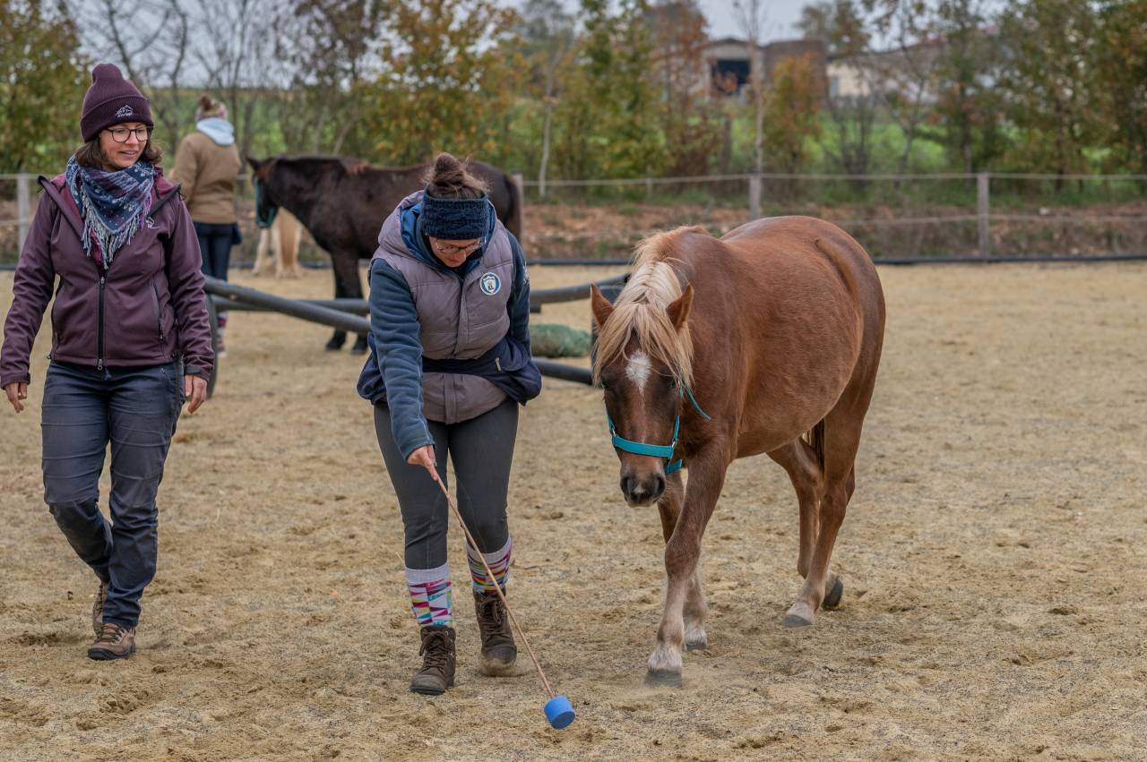Formation d'éducateur‧rice et comportementaliste