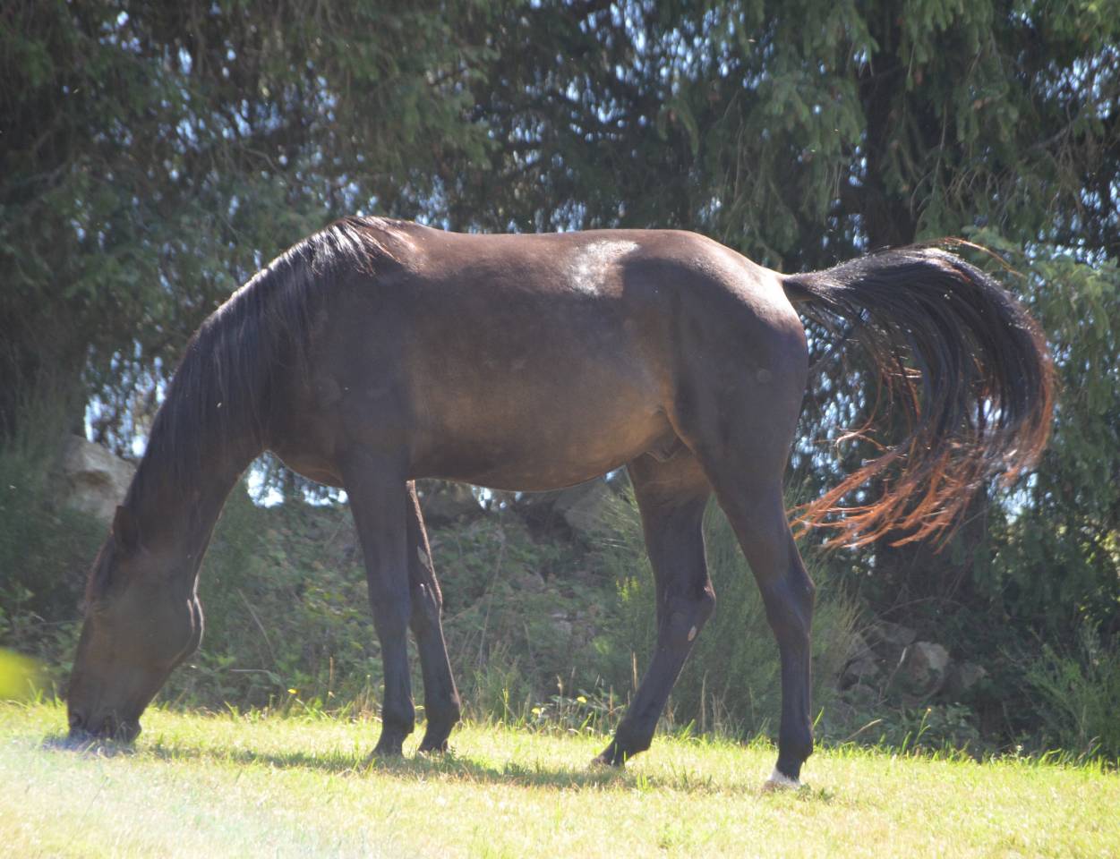 Trotteur Réformé (11 ans) Compagnon Loisir Affectueux