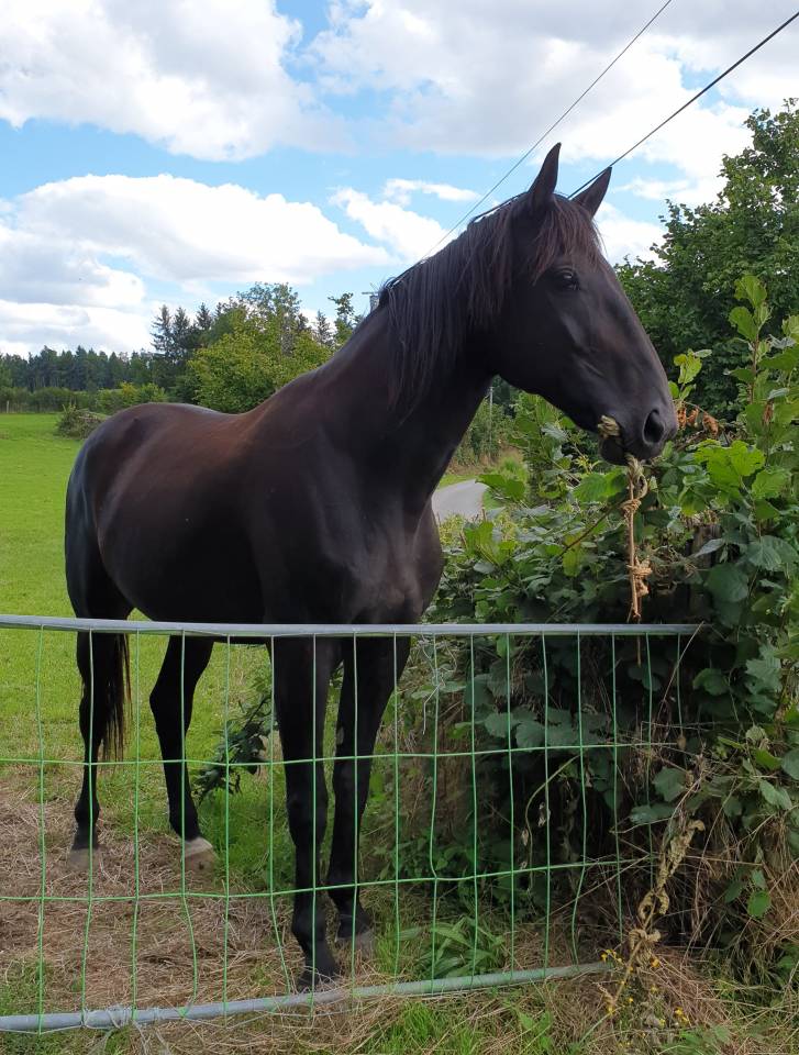 Trotteur Réformé (11 ans) Compagnon Loisir Affectueux