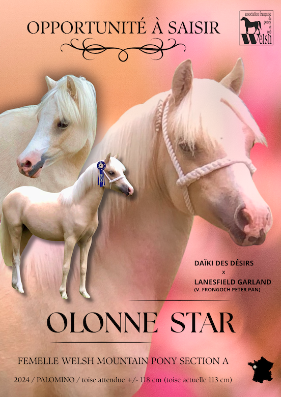 Ponette Welsh Mountain Palomino Plein Papier