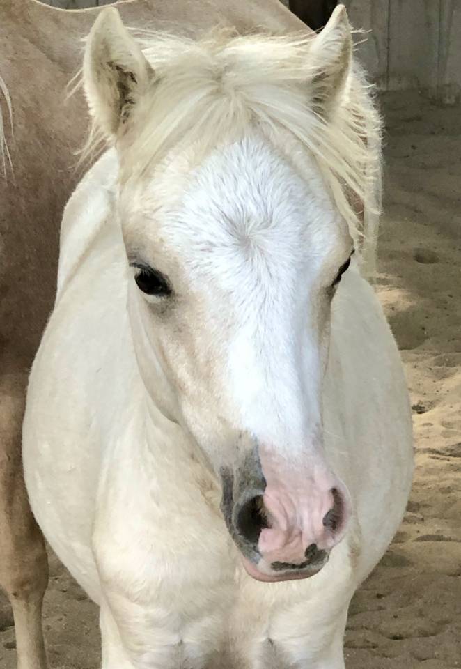 Ponette Welsh Mountain Palomino Plein Papier