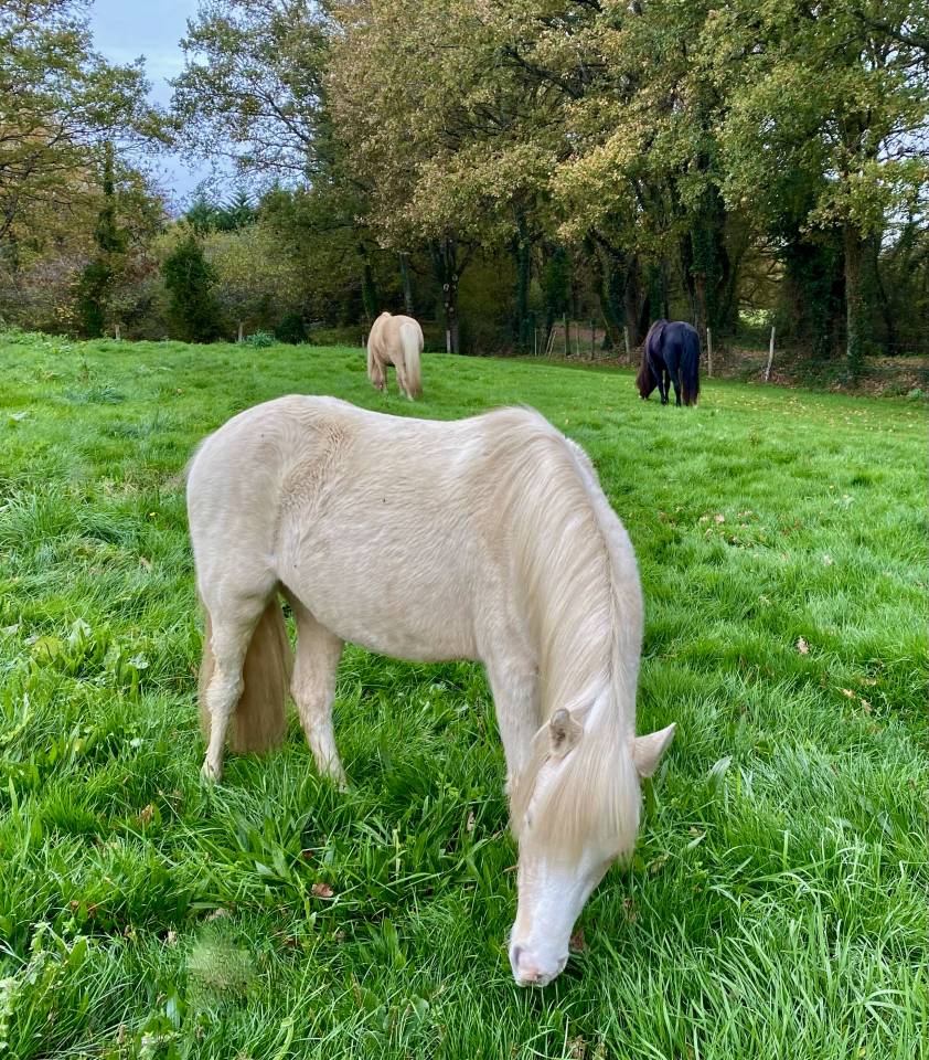 Ponette Welsh Mountain Palomino Plein Papier