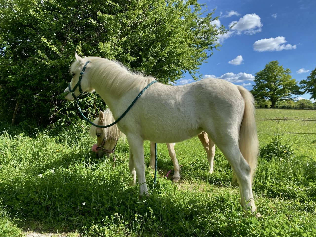 Ponette Welsh Mountain Palomino Plein Papier