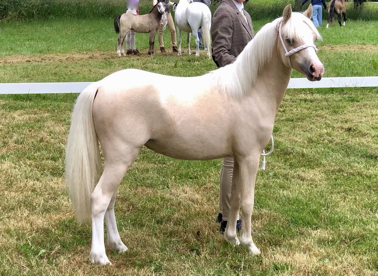 Ponette Welsh Mountain Palomino Plein Papier
